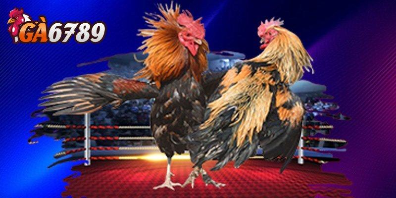 bo tui bi kip xem ket qua da ga chuan tai ga6789