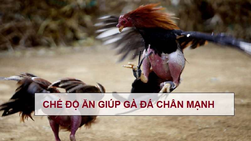 cach-nuoi-ga-da-chan-manh-1