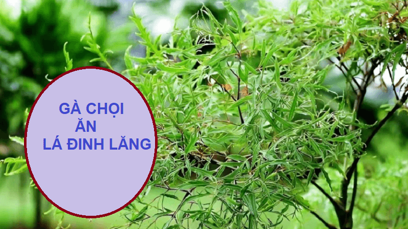 cho-ga-choi-an-la-dinh-lang