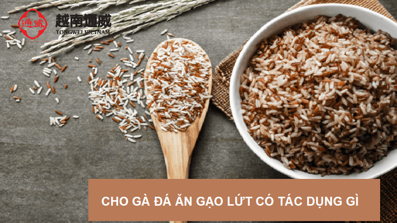 cho-ga-da-an-gao-lut-co-tac-dung-gi