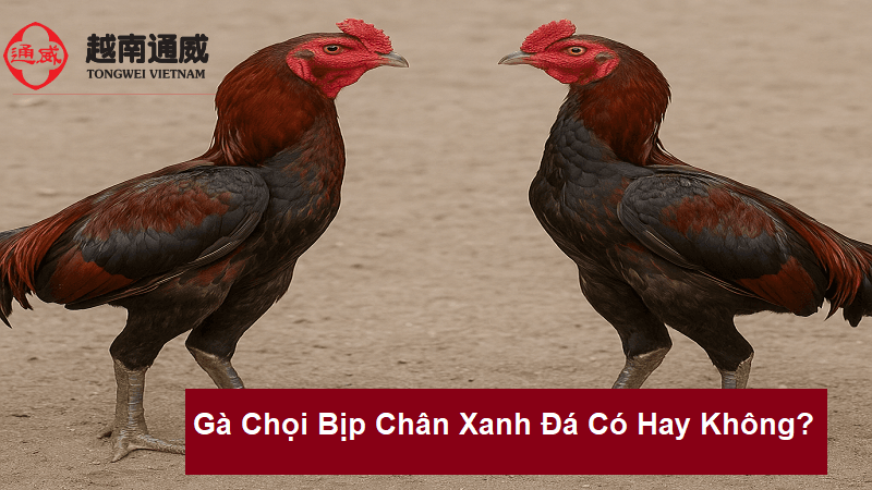 ga-choi-bip-chan-xanh-1
