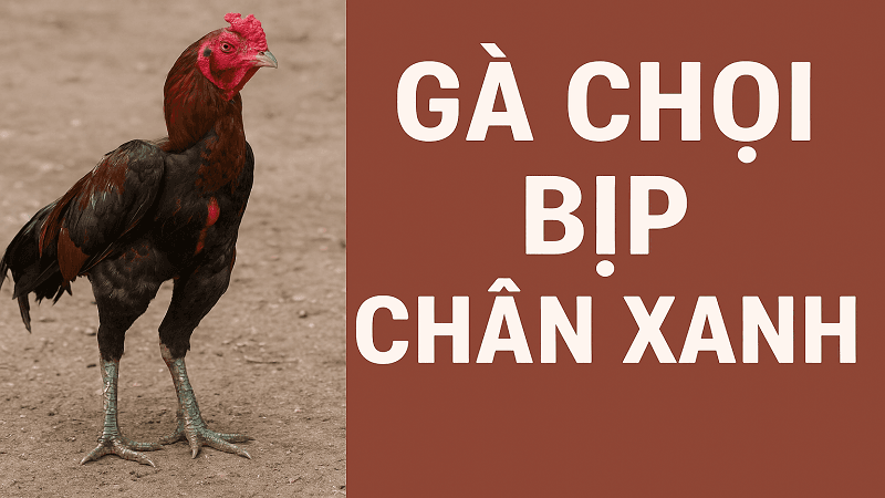 ga-choi-bip-chan-xanh