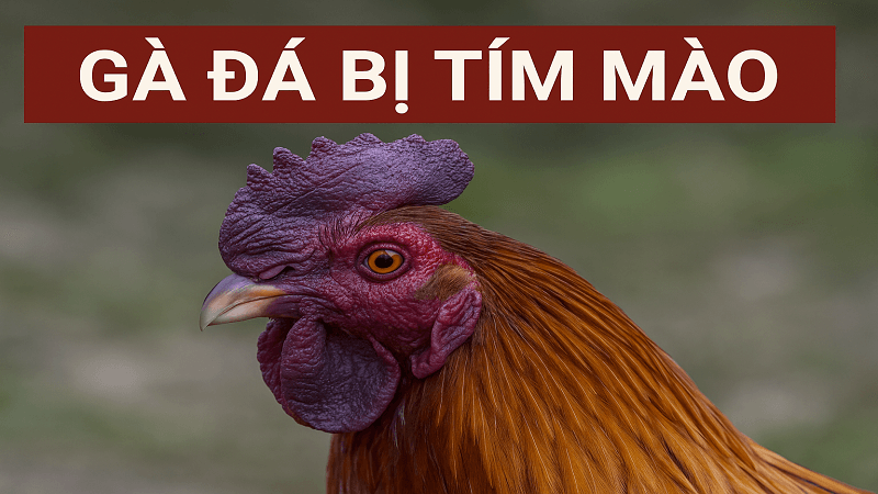 ga-da-bi-tim-mao