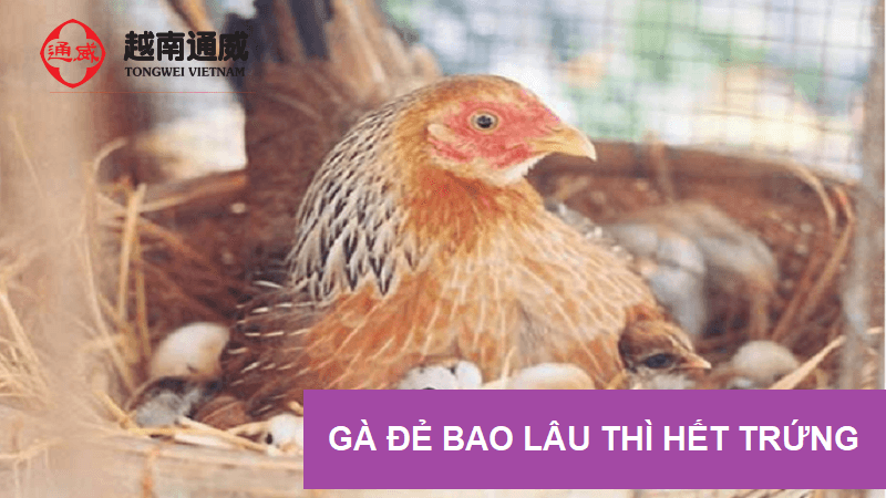 ga-de-bao-lau-thi-het-trung-1