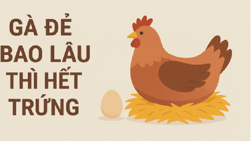 ga-de-bao-lau-thi-het-trung