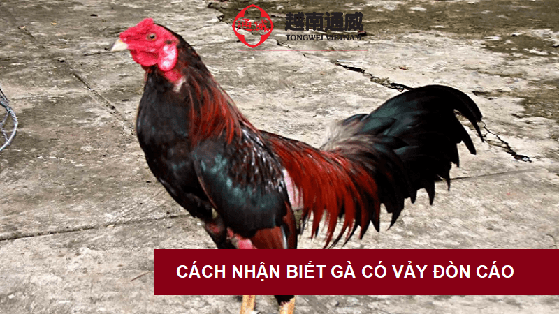 vay-ga-co-don-cao