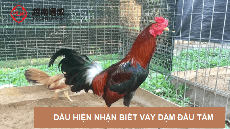 vay-ga-dam-dau-tam-1