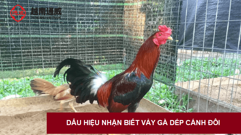 vay-ga-dep-canh-doi-1