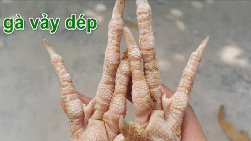 vay-ga-dep-canh-doi