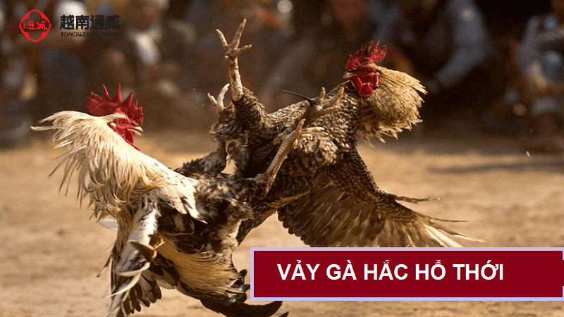 vay-ga-hac-ho-thoi