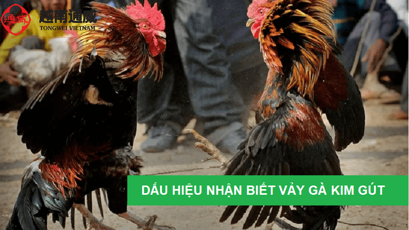 vay-ga-kim-gut