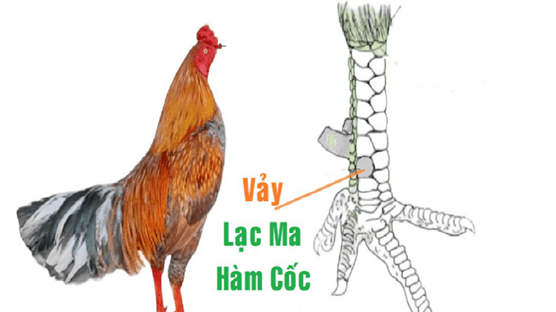 vay-ga-lac-ma-ham-coc