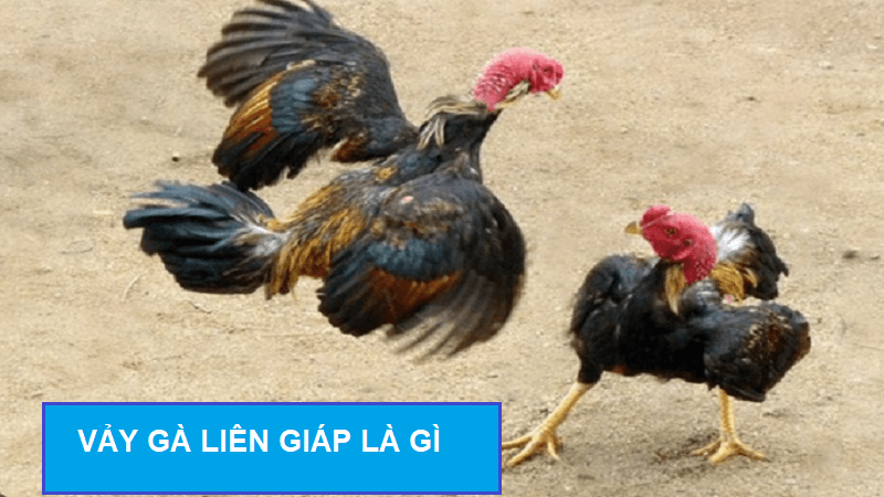 vay-ga-lien-giap-2