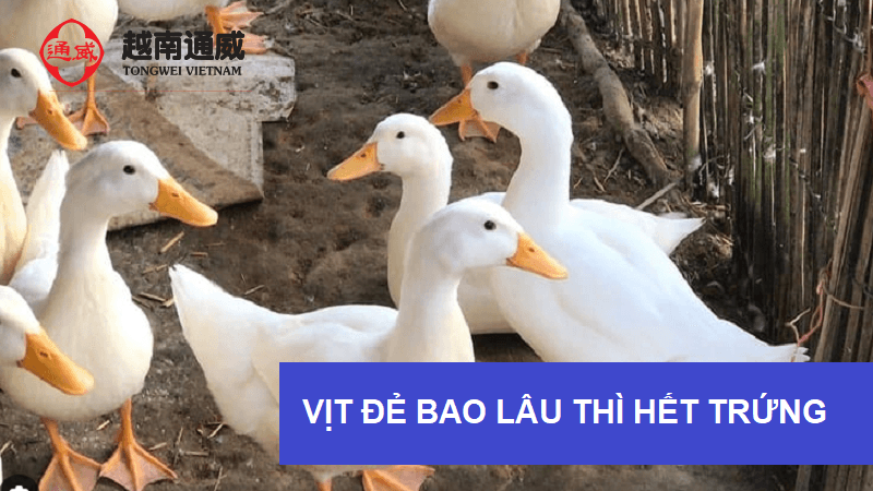 vịt-de-bao-lau-thi-het-trung-1