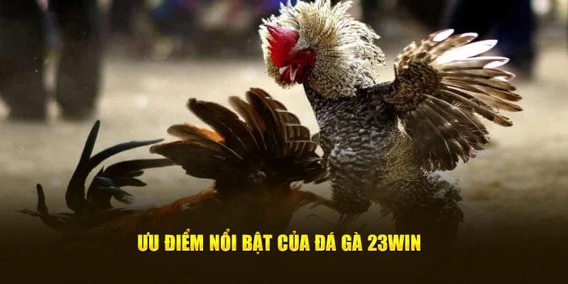 Uu-diem-la-su-kich-tinh-trong-loi-da-ga