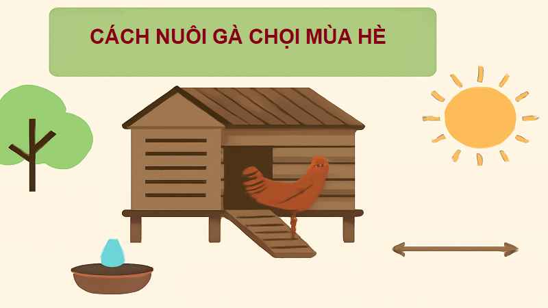 cach-nuoi-ga-choi-mua-he-1