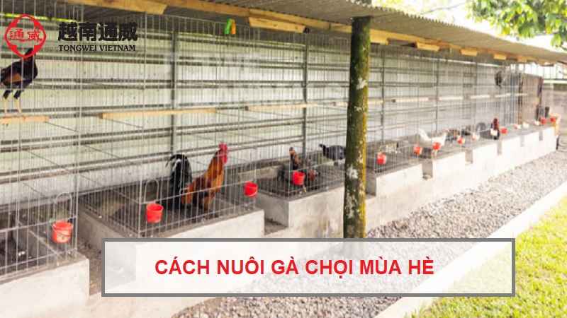 cach-nuoi-ga-choi-mua-he