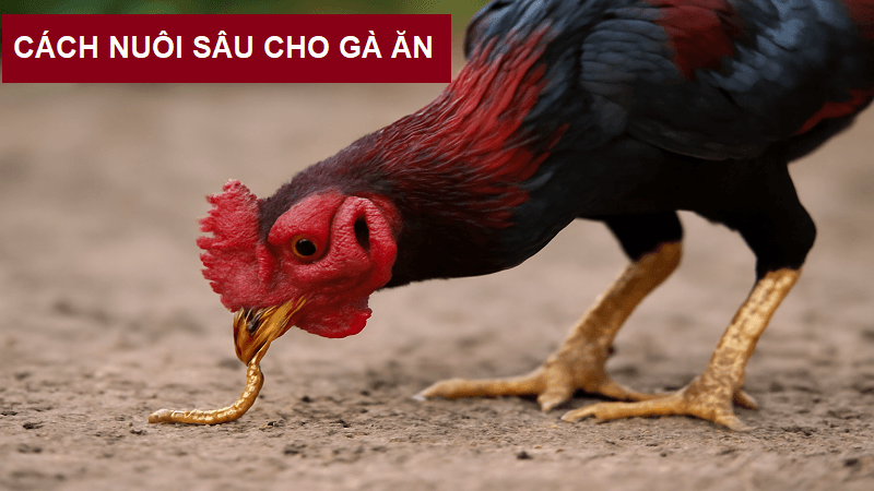 cach-nuoi-sau-cho-ga-an-1
