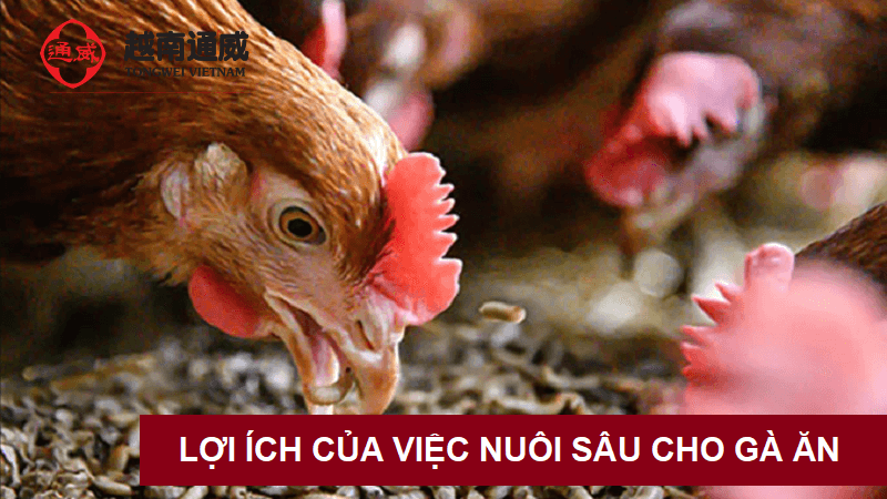 cach-nuoi-sau-cho-ga-an