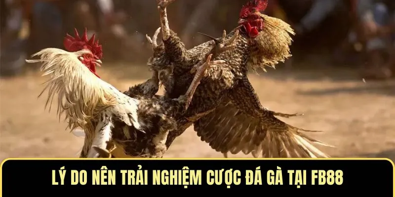 da-ga-fb88-3