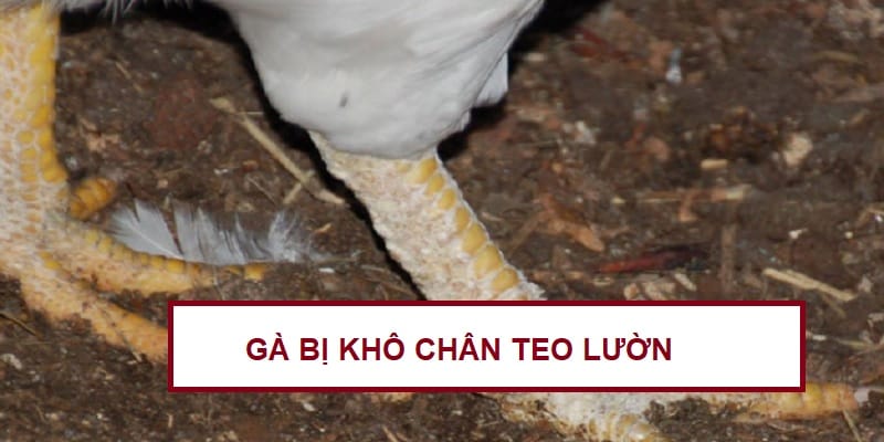 ga-bi-kho-chan-teo-luon-cach-chua