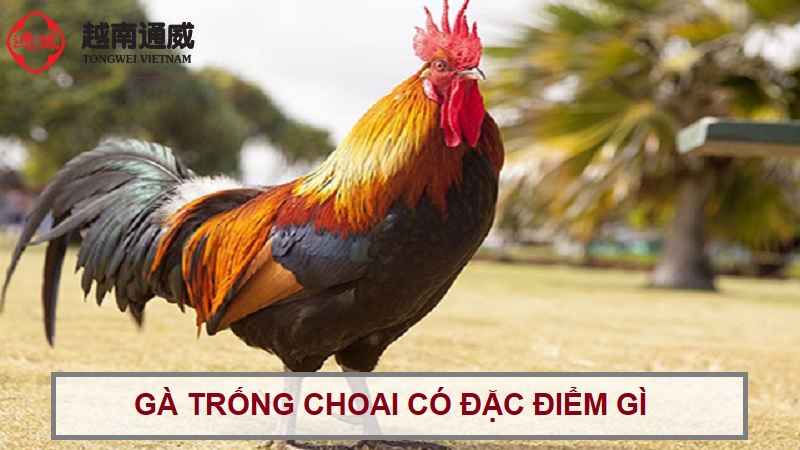 ga-trong-choai-co-dac-diem-gi