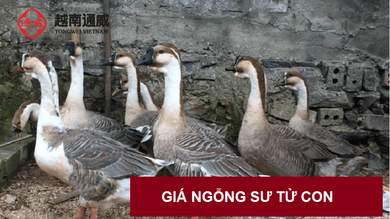 gia-ngong-su-tu-con-1