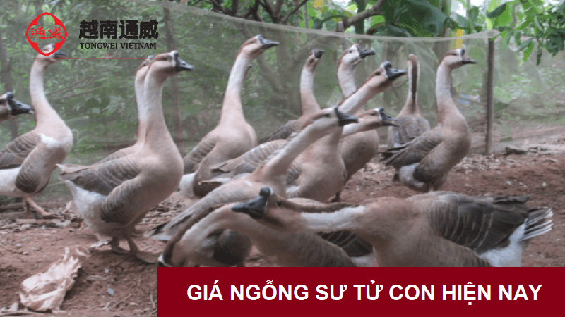 gia-ngong-su-tu-con-2