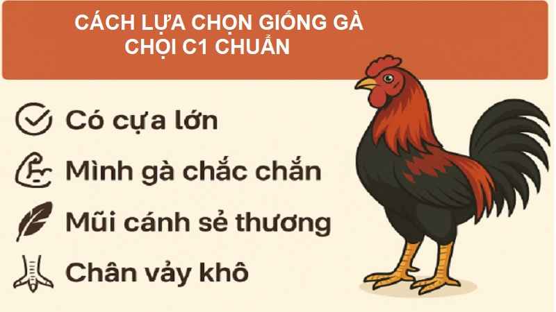 lua-chon-giong-ga-choi-c1