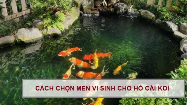 Cho Man Fish Men Vi Sinh Cho Hồ Cá Koi: Giải Pháp Tối Ưu Chất Lượng Nước