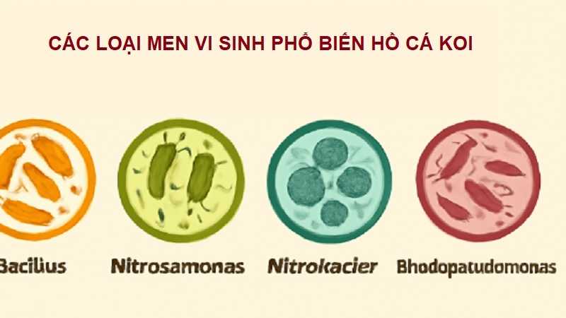 men-vi-sinh-cho-ho-ca-koi-2
