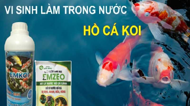 men-vi-sinh-cho-ho-ca-koi