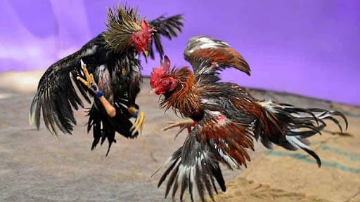 nhung-uu-dai-danh-rieng-cho-cuoc-thu-da-ga-tai-79win