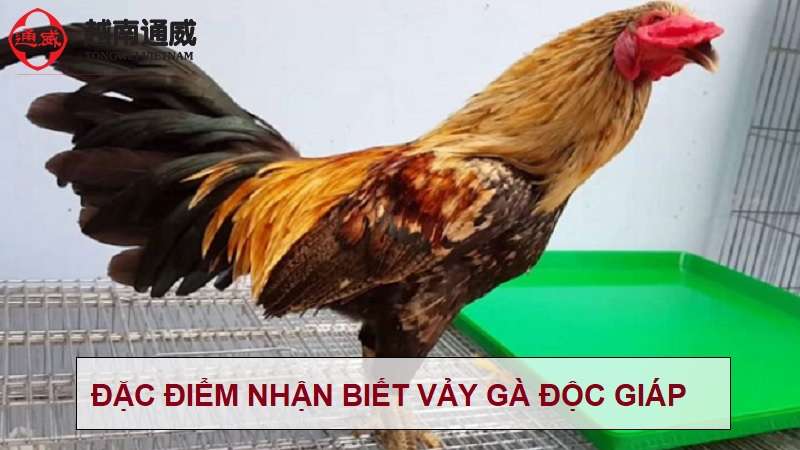tim-hieu-vay-ga-doc-giap-1