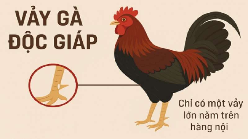 tim-hieu-vay-ga-doc-giap-2
