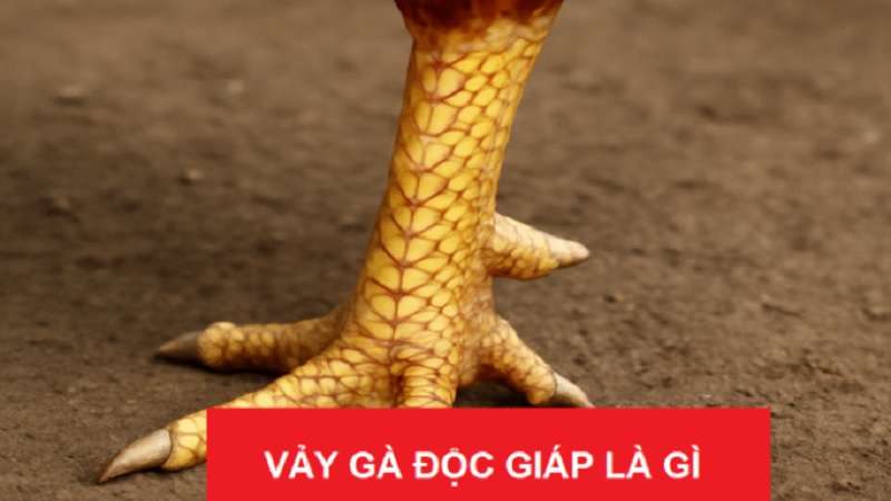 tim-hieu-vay-ga-doc-giap