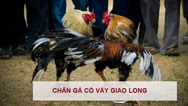 vay-ga-giao-long-la-gi-1