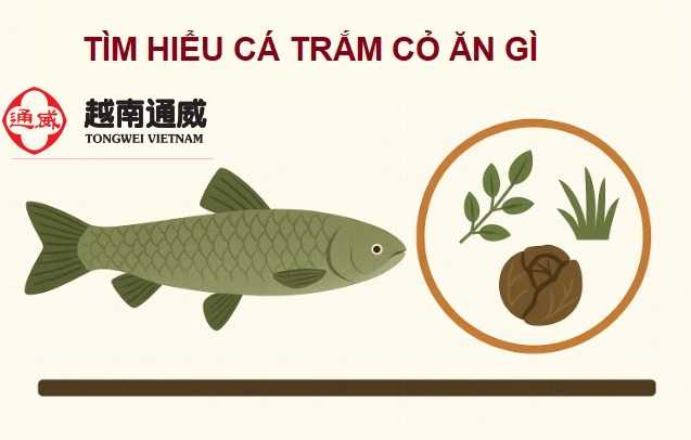 ca-tram-co-an-gi-2