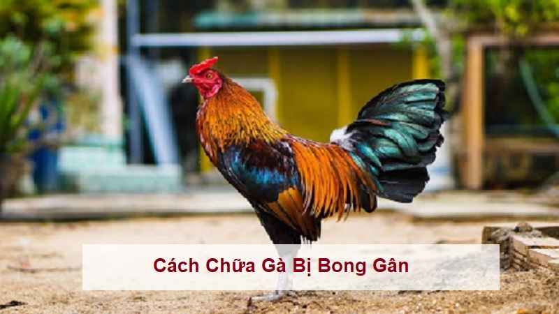 cach-chua-ga-bi-bong-gan-1