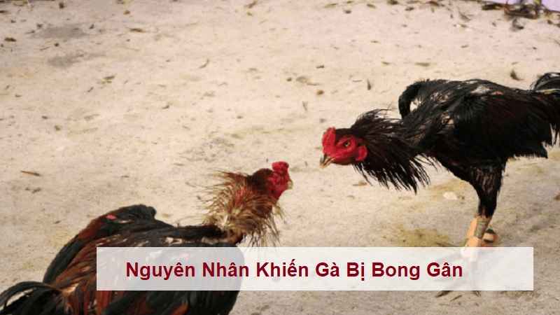 cach-chua-ga-bi-bong-gan