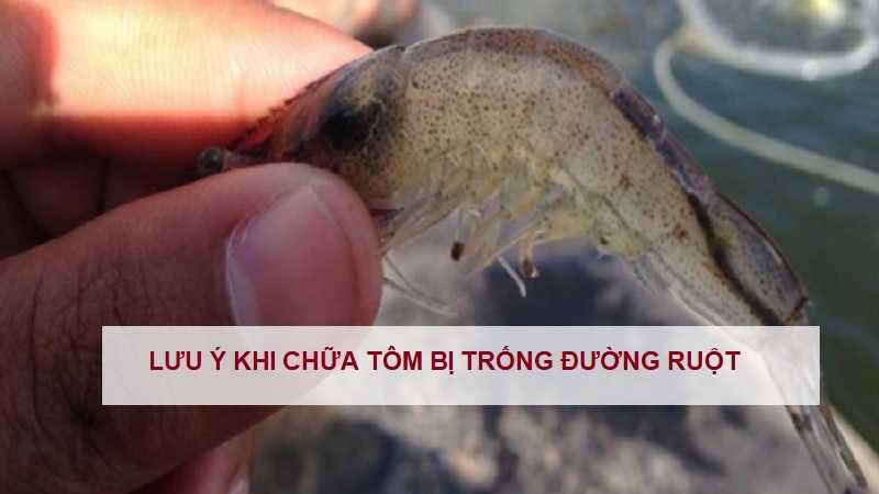 cach-chua-tom-bi-trong-duong-ruot-1 cach-chua-tom-bi-trong-duong-ruot-1