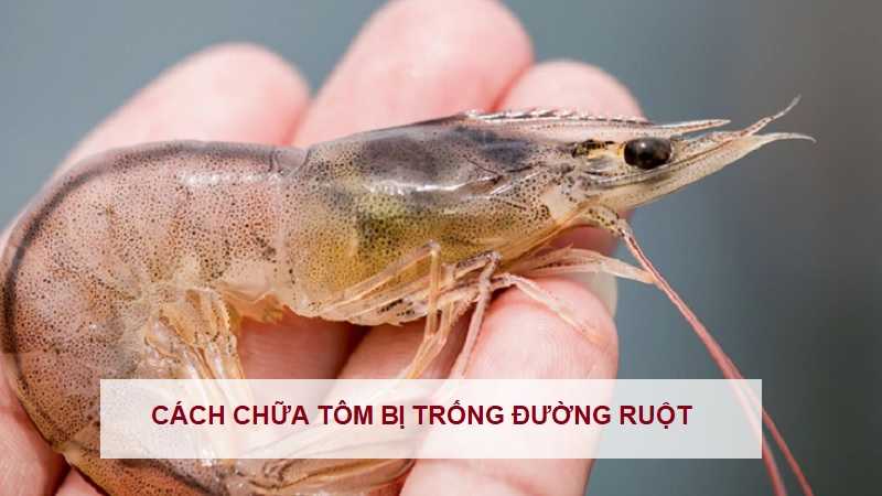 cach-chua-tom-bi-trong-duong-ruot cach-chua-tom-bi-trong-duong-ruot