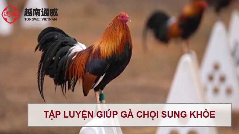 cach-nuoi-ga-choi-sung-khoe-1