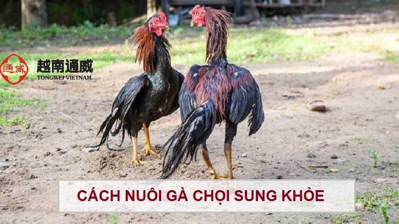 cach-nuoi-ga-choi-sung-khoe