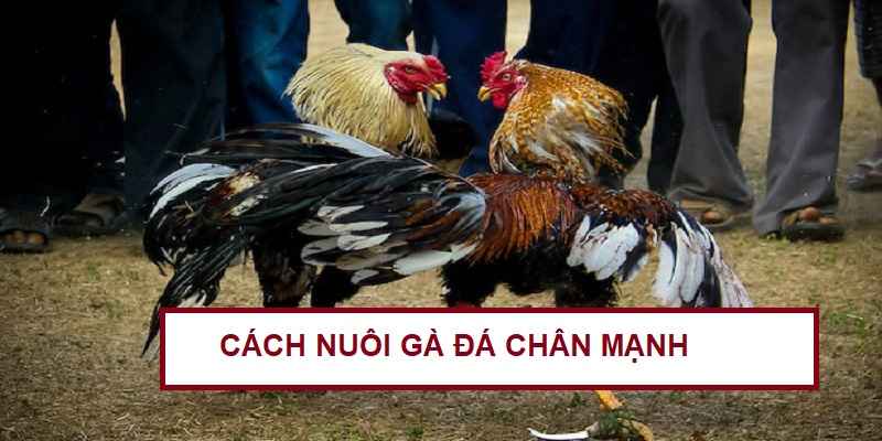 cach-nuoi-ga-da-chan-manh