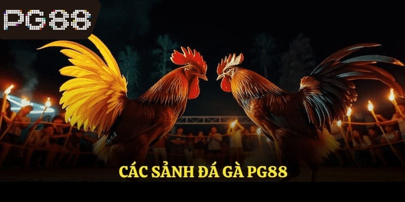cach-theo-doi-tran-da-ga-pg88-truc-tiep-qua-ung-dung