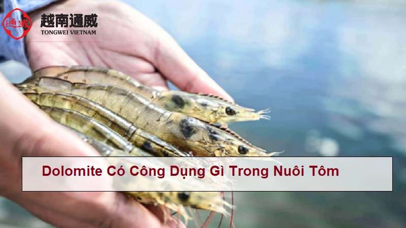 dolomite-co-cong-dung-gi-trong-nuoi-tom dolomite-co-cong-dung-gi-trong-nuoi-tom