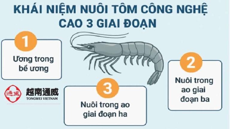 Nuôi Tôm Công Nghệ Cao 3 Giai Đoạn – Quy Trình & Lợi Nhuận