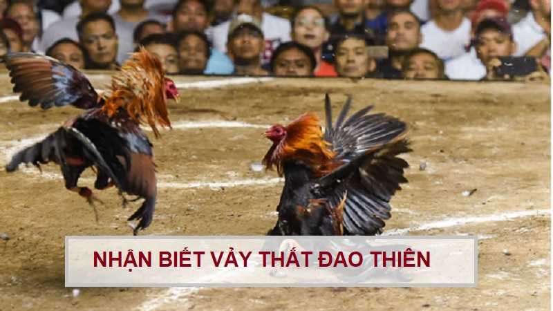 vay-ga-choi-that-dao-thien-1
