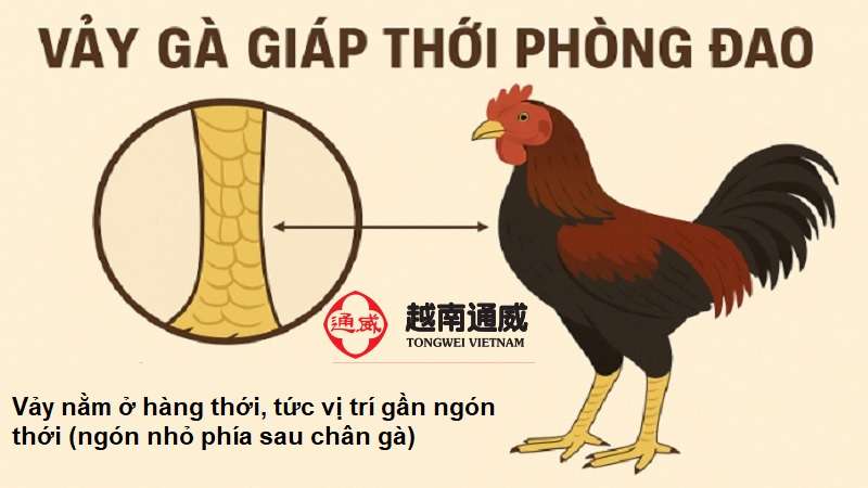 vay-ga-giap-thoi-phong-dao-1